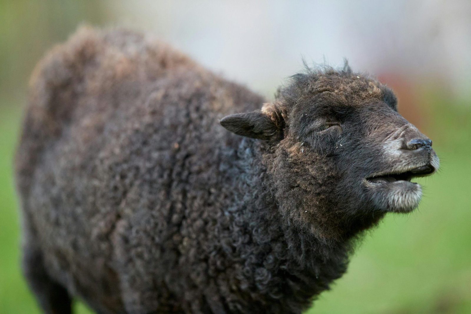 Free stock photo of animal, calm, content